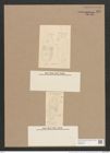 Navicula fusca var. subexcisa Grun. (de-Toni-Nr.: Genus 1, Species 292) Zeichnungen Sammlung Grunow Nr. 661 (NHMW-BOT-W0367032)